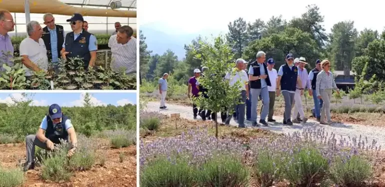 Tarım ve Orman Bakanı Dr. Bekir Pakdemirli, Muğla'da lavanta hasadı yaptı.