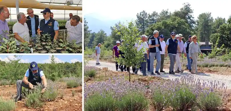 Tarım ve Orman Bakanı Dr. Bekir Pakdemirli, Muğla'da lavanta hasadı yaptı.