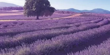 Tıbbi ve Aromatik Bitkiler veya Süs Bitkileri Üretimine Yönelik Kiralama Amaçlı Ön Başvuru İlanı