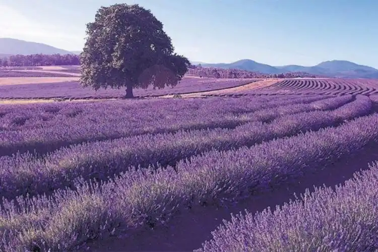 Tıbbi ve Aromatik Bitkiler veya Süs Bitkileri Üretimine Yönelik Kiralama Amaçlı Ön Başvuru İlanı