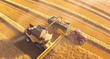 Sezonun İlk Buğday Hasadı Dalaman'da Yapıldı