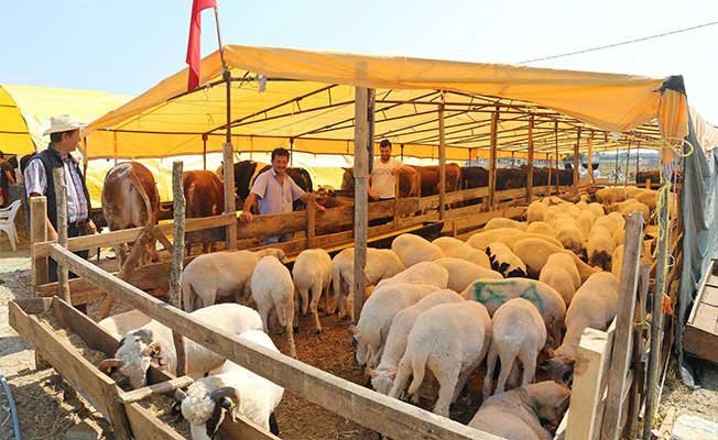 ÜRETİCİNİN ELİNDE KALAN KURBANLIKLARI ESK ALACAK