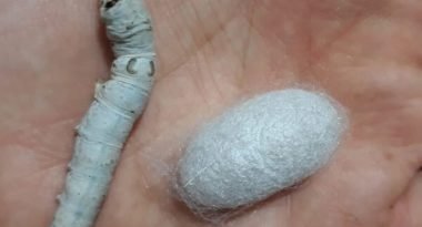 İpek Böceği Yetiştiriciliğiİpek Böceği Yetiştiriciliği