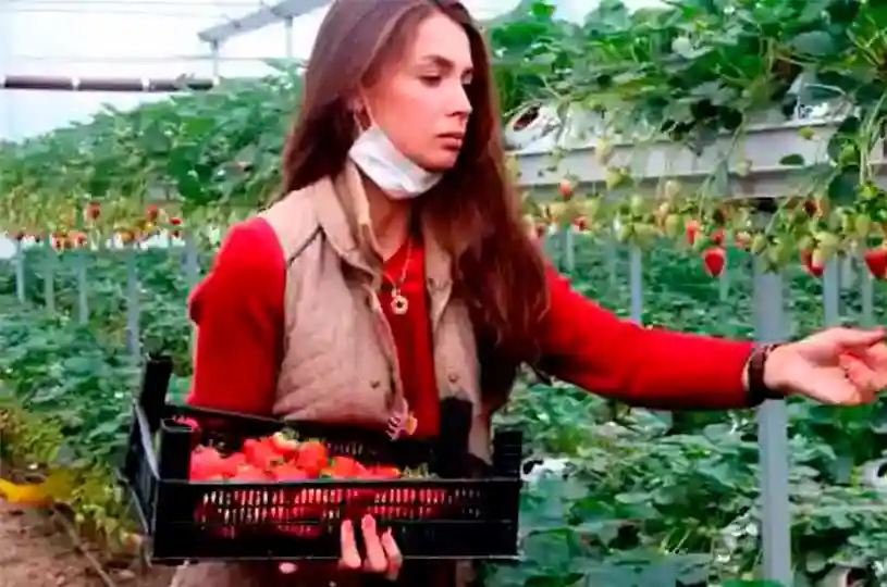 Topraksız Tarımla Çilek Yetiştiriciliği