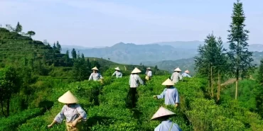 Çin'in Liubao çayı: Güçlü aroması ve tıbbi faydalarıyla bilinen bir ticaret ürünü