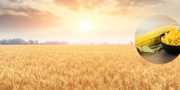 1 MİLYAR 221 MİLYON LİRALIK DESTEKLEME ÖDEMESİ BUGÜN HESAPLARA AKTARILIYOR