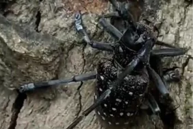 Muğla'da Turunçgil Uzun Antenli Böceği'ne Dikkat Çekildi