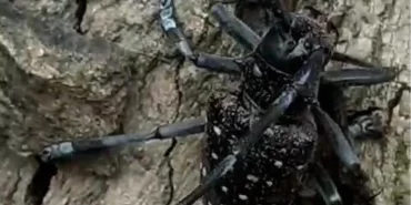Muğla'da Turunçgil Uzun Antenli Böceği'ne Dikkat Çekildi