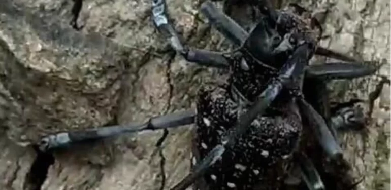 Muğla'da Turunçgil Uzun Antenli Böceği'ne Dikkat Çekildi