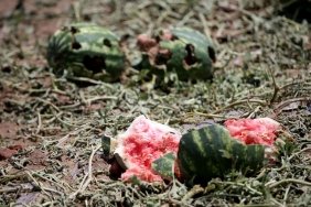Şiddetli dolu, tarlaları vurdu: “15 dakikada 100 ton karpuz yok oldu”