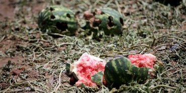 Şiddetli dolu, tarlaları vurdu: “15 dakikada 100 ton karpuz yok oldu”