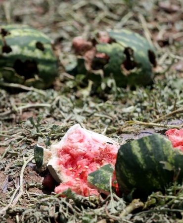 Şiddetli dolu, tarlaları vurdu: “15 dakikada 100 ton karpuz yok oldu”