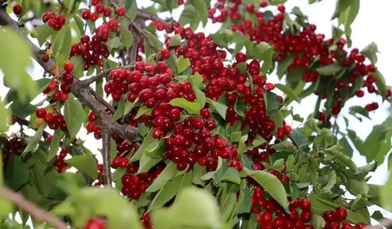Erzincan'da Kiraz Hasadı Başladı