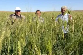 Halk arasında "Peygamber buğdayı" olarak da biliniyor!