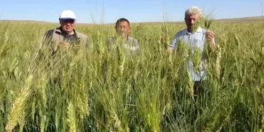 Halk arasında "Peygamber buğdayı" olarak da biliniyor!