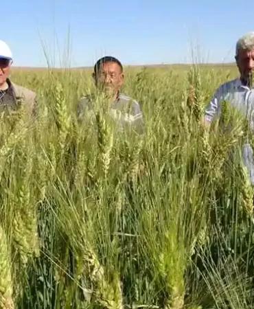 Halk arasında "Peygamber buğdayı" olarak da biliniyor!