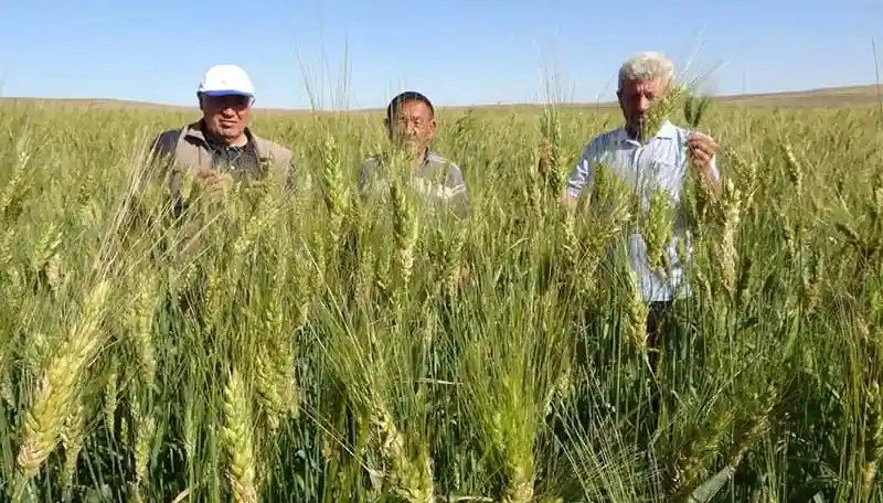 Halk arasında 
