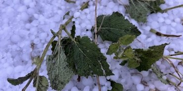 Kars’ta etkili olan dolu tarım arazilerine zarar verdi