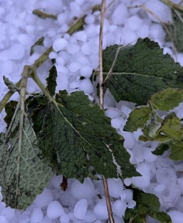 Kars’ta etkili olan dolu tarım arazilerine zarar verdi