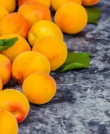 Doğu Anadolu’nun incisinde “Sarı altın” hasadı başladı!