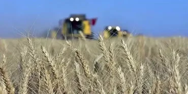 TMO Genel Müdürü Güldal: Buğday alım fiyatları maliyetin üzerinde