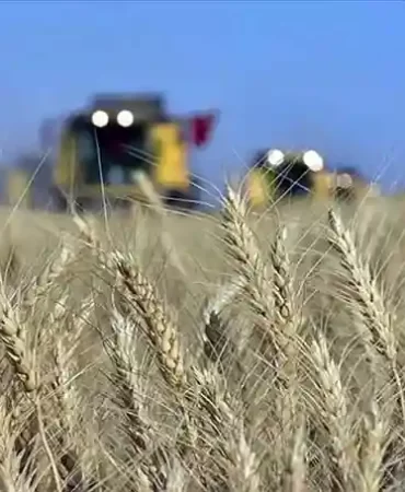 TMO Genel Müdürü Güldal: Buğday alım fiyatları maliyetin üzerinde