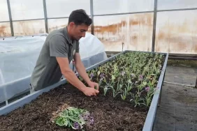 Türkiye'de Salep Üretiminde Yeni Dönem Başlıyor