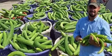 Manisa'da Acur Hasadı Başladı! Üç Günde Üç Ton Ürün Elde Ediliyor ve Turşu Yapımında Kullanılıyor