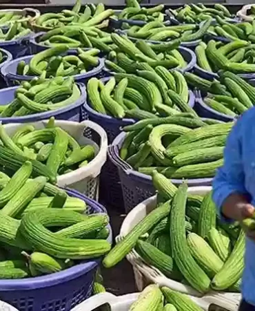 Manisa'da Acur Hasadı Başladı! Üç Günde Üç Ton Ürün Elde Ediliyor ve Turşu Yapımında Kullanılıyor