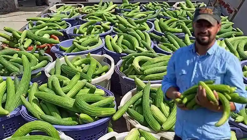 Manisa'da Acur Hasadı Başladı! Üç Günde Üç Ton Ürün Elde Ediliyor ve Turşu Yapımında Kullanılıyor